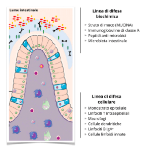 Lume intestinale